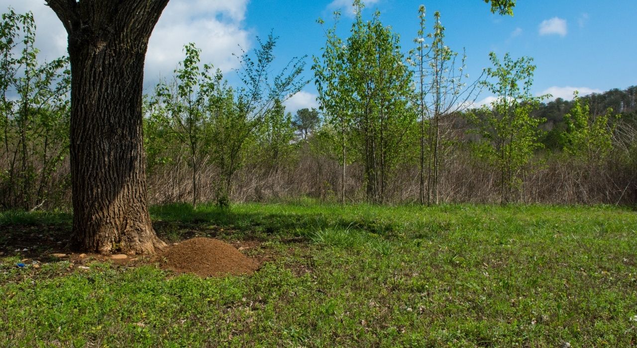 Fire Ant Pest Control