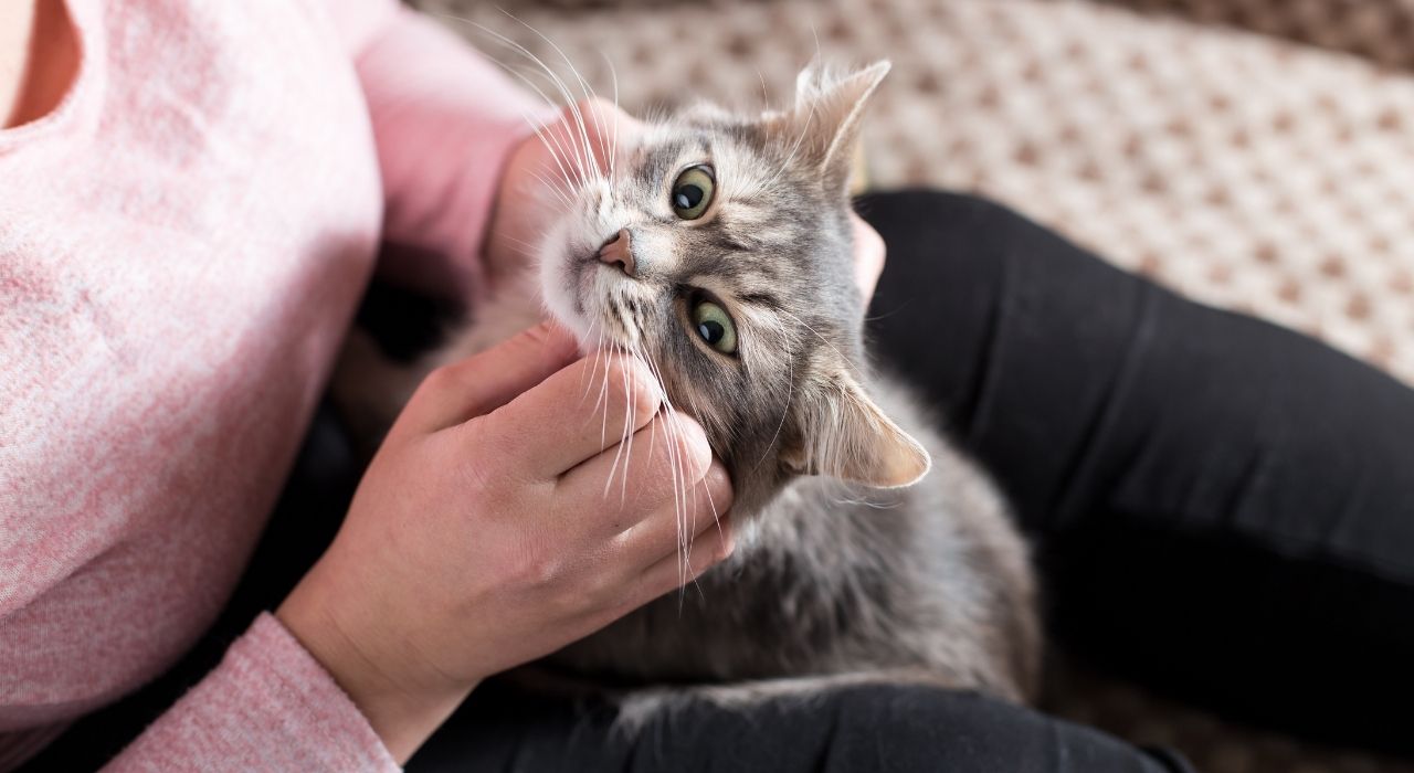 Flea control in Dublin
