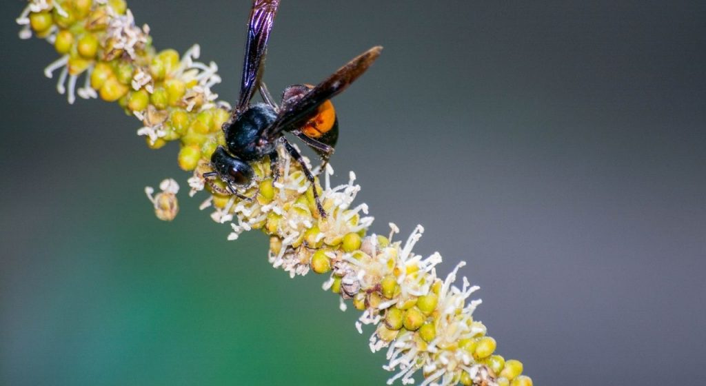 wasps and hornets