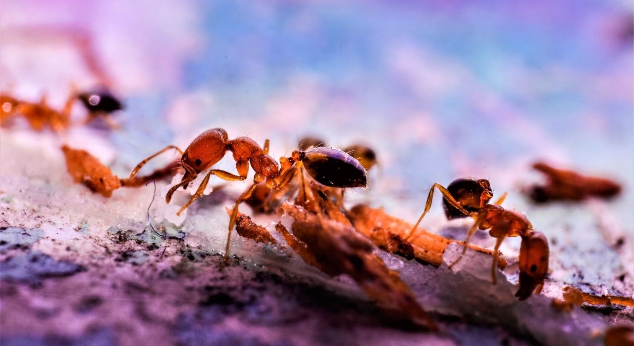 ant removal dublin