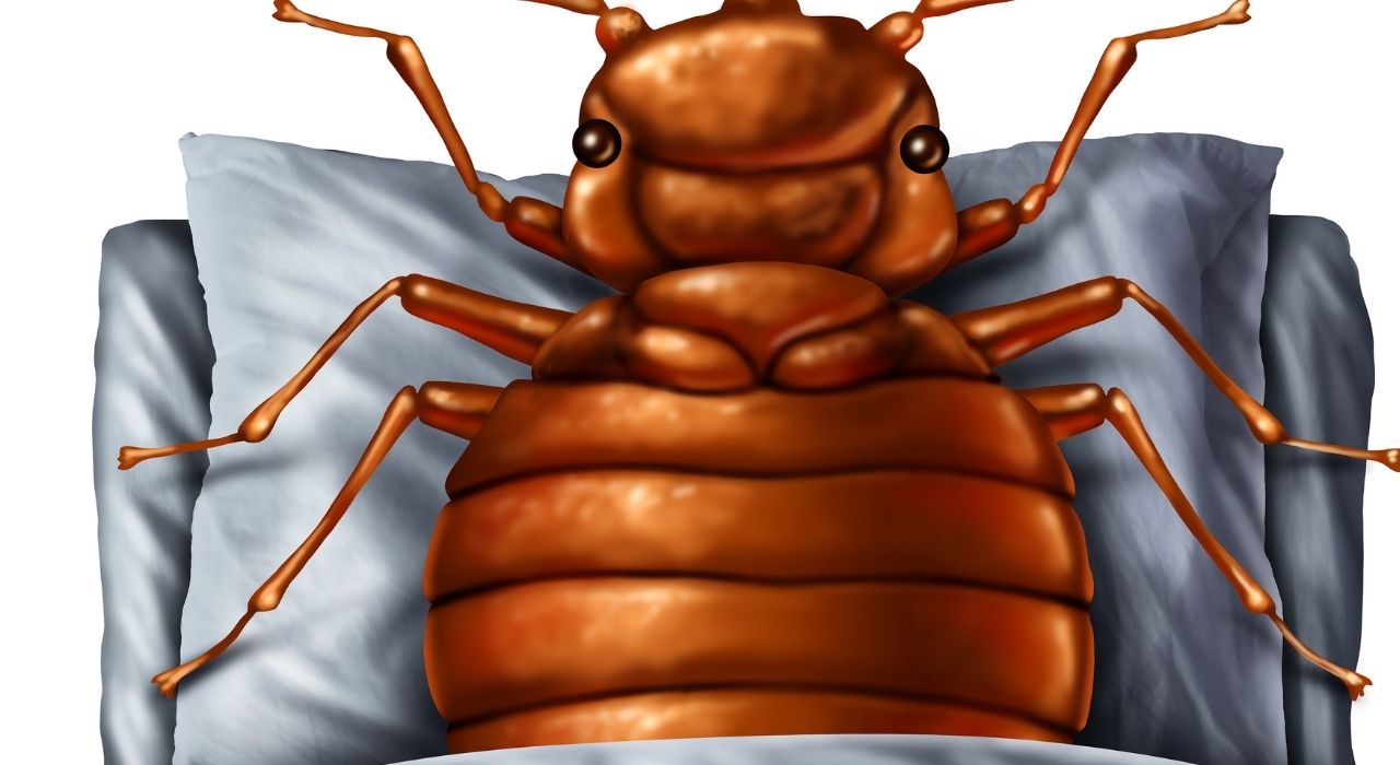 bed bugs removal dublin