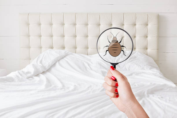 Bed Bug Treatment Dublin