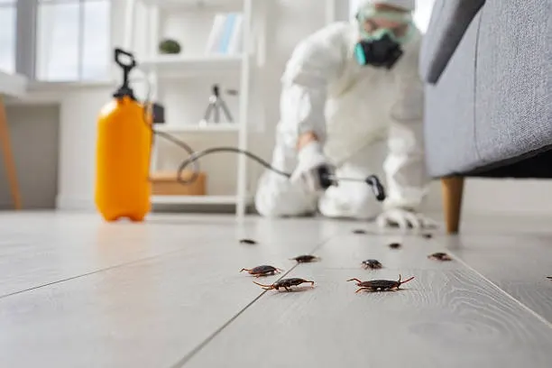 Pest Control Specialist Dublin
