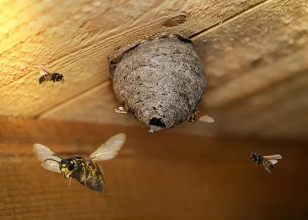 Emergency Pest Control Ranelagh
