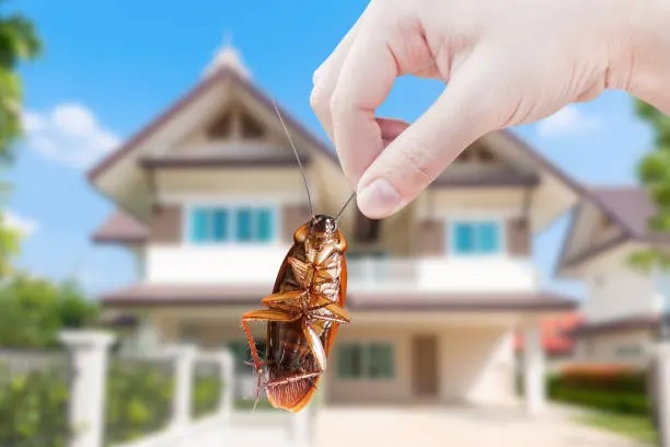 24 Hour Emergency Pest Control