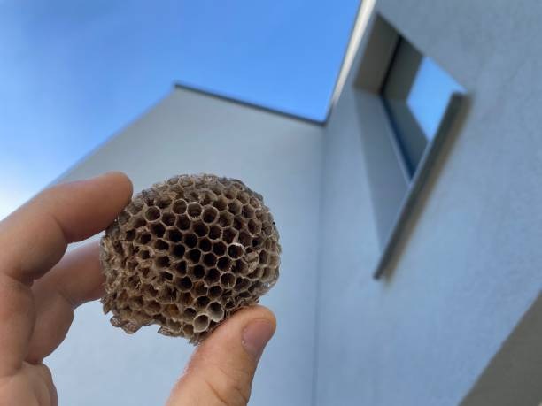 Nest Removal Benefits