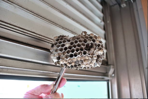 Nest Removal