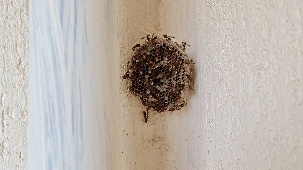 Garden and Outdoor Nest Removal