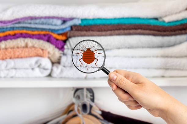 Flea and Insect Control