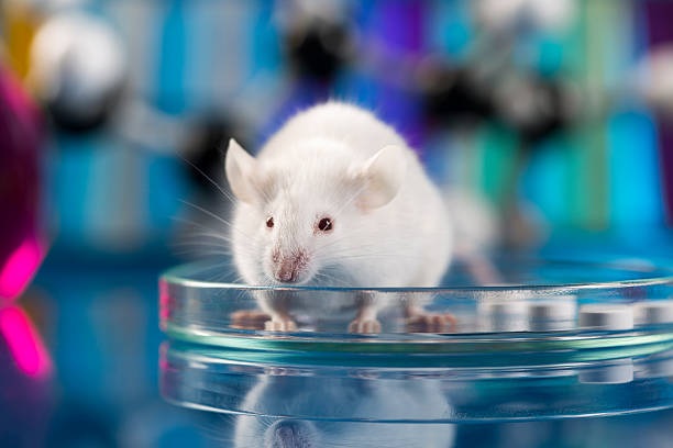 mice img