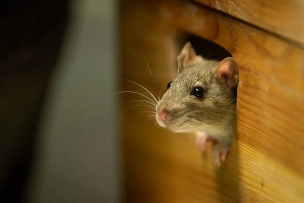 rat img