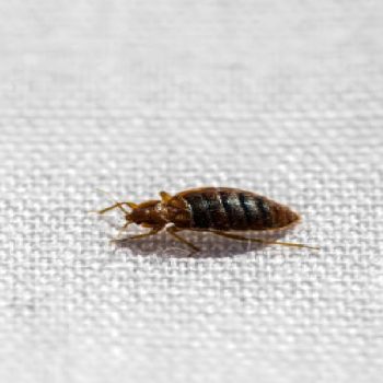 What Is The Hardest Pest To Get Rid Of?