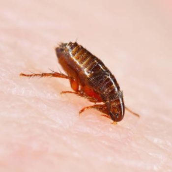 Flea Control