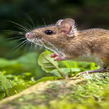 What Is The Hardest Pest To Get Rid Of?