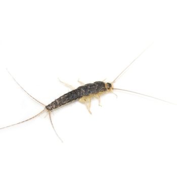 SILVERFISH CONTROL DUBLIN