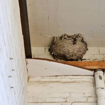 Wasp Nest Removal