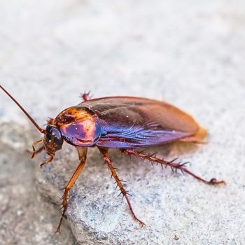 cockroaches removal dublin